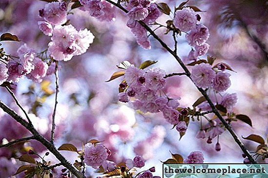 Quelle est la signification des fleurs de cerisier?