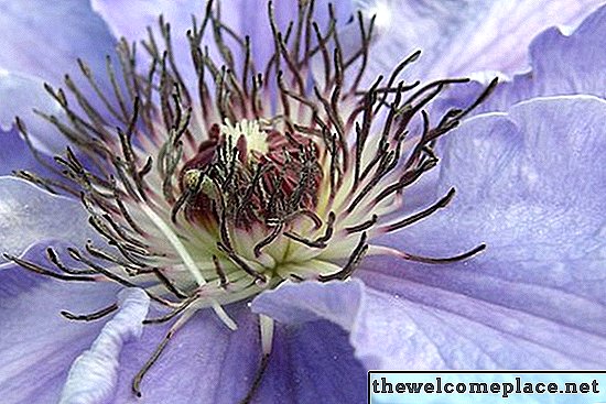 Was ist die Bedeutung der Clematis?