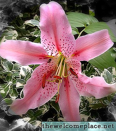 Wat is de betekenis van Flower Lily?
