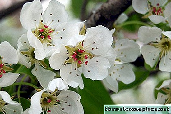Was ist die Bedeutung der Birnenblüte?
