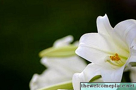 White Lillyの意味は何ですか 植物の基本