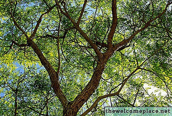 Τι είναι ένα δέντρο Rosewood;