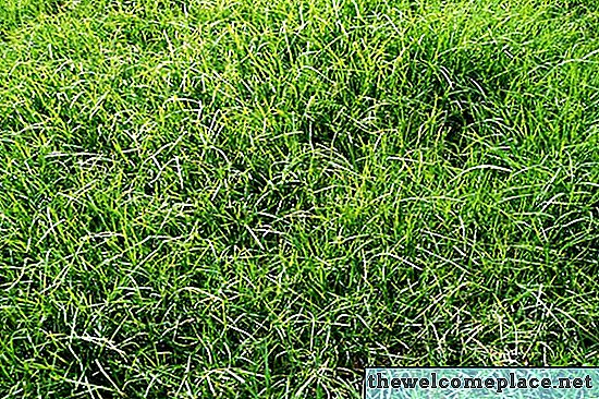 ما هي مدة الصلاحية من بذور العشب؟