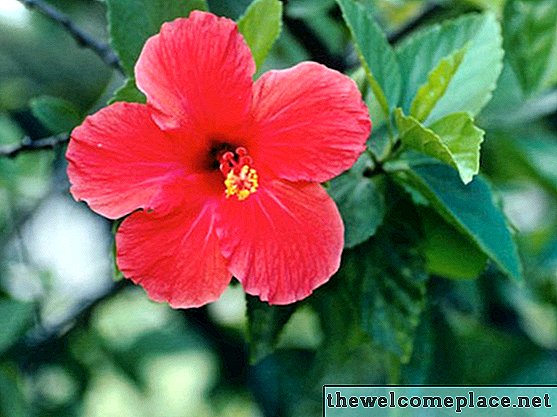 Qual é a estrutura das flores de hibisco?