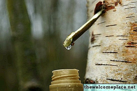 ¿Para qué se usa la savia de árbol?