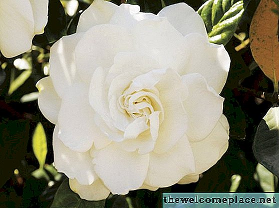 ¿Qué es el hongo blanco en las gardenias?
