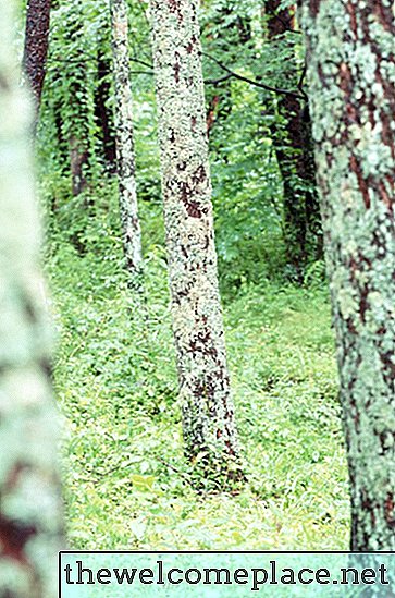 Qu'est-ce qui tue le lichen et la mousse sur les arbres et les arbustes?