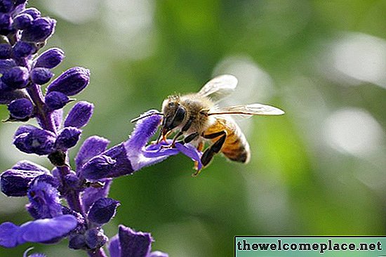 ¿Qué tipo de abejas salen por la noche y rondan las luces del porche?