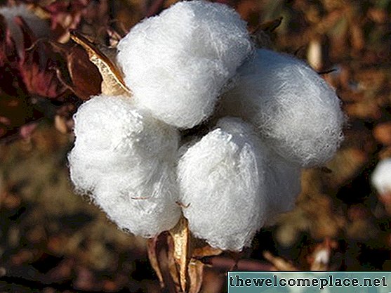 ¿Qué tipo de clima requiere la planta de algodón?