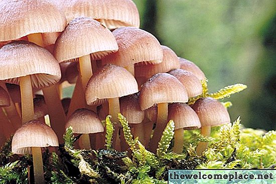 Que tipo de ambiente os fungos gostam?
