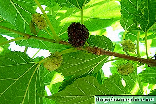 Jaký druh hnojiva potřebuje Mulberry Tree?