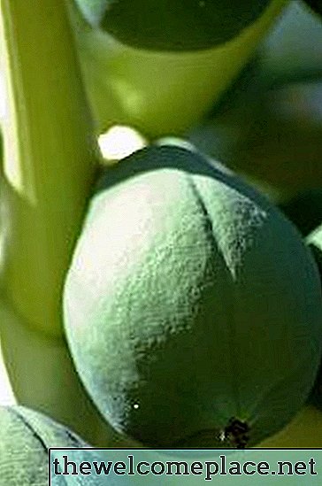 ¿Qué tipo de fertilizante usar en los árboles de papaya?