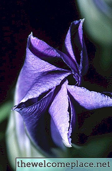 ¿Qué tipo de flores solo se abren durante la luna llena?