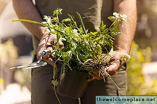 Quali tipi di erbe infestanti Scotts Weed & Feed Kill uccide?
