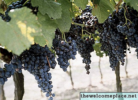 В каком месяце созревает виноград?