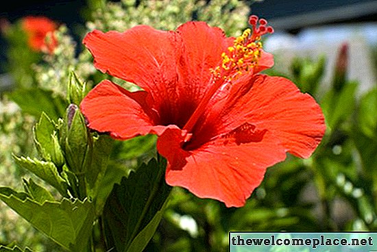 ハイビスカスに最も似ている植物は何ですか？