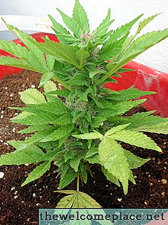 Какие растения ошибочно принимают за марихуану?