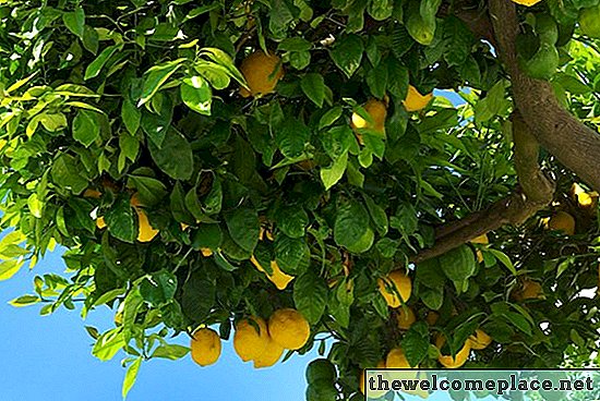 Koje se biljke mogu upotrijebiti kao dodatak za stablo limuna?