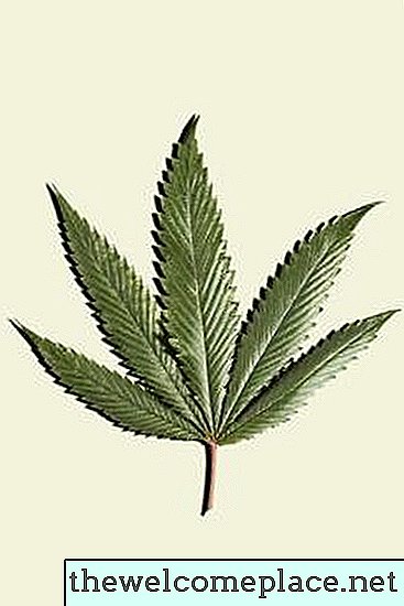 Hvilke planter har THC i dem?