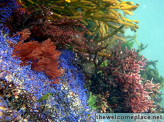 Que plantas vivem no oceano profundo?