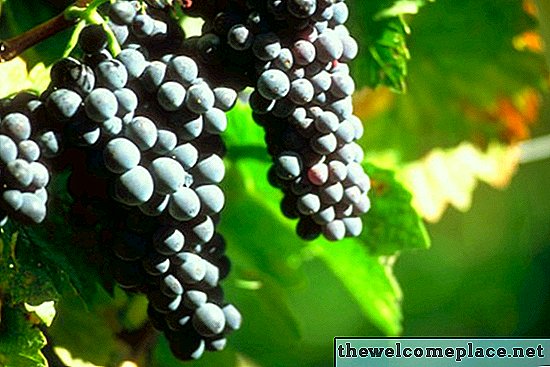 В какие сезоны выращивают виноград?