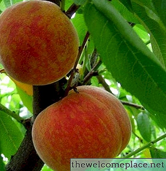 Womit sollten Pfirsichbäume besprüht werden, um Insekten vorzubeugen?