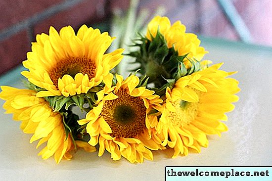 Was sollten Sie mit Sonnenblumen tun, nachdem sie geblüht haben?