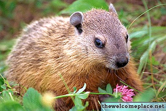 Que cheiros os marmotas odeiam?
