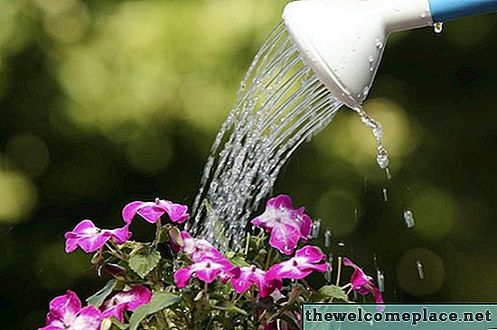 A che temperatura dovrebbe trovarsi l'acqua quando si innaffiano le piante?