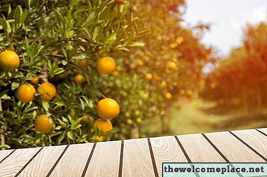 À quelle période de l'année les arbres à mandarines fleurissent-ils?