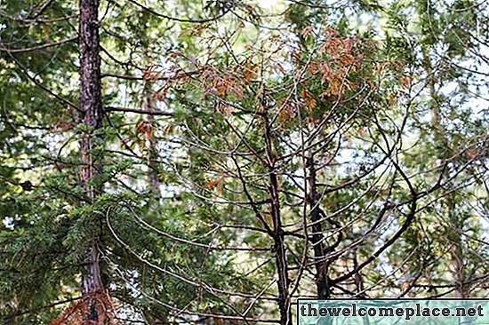 Co dělat pro Cedar Trees, které se zdají být Browning?