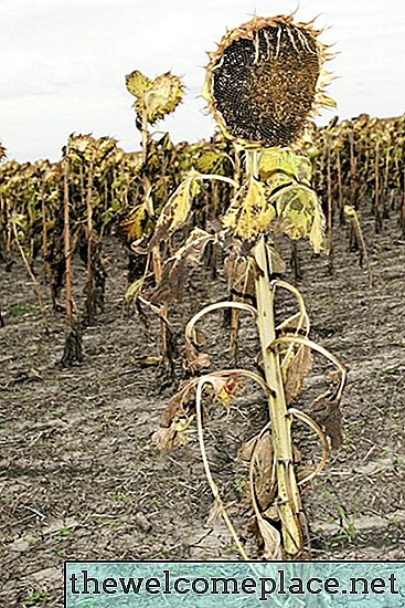 Que faire quand un tournesol meurt