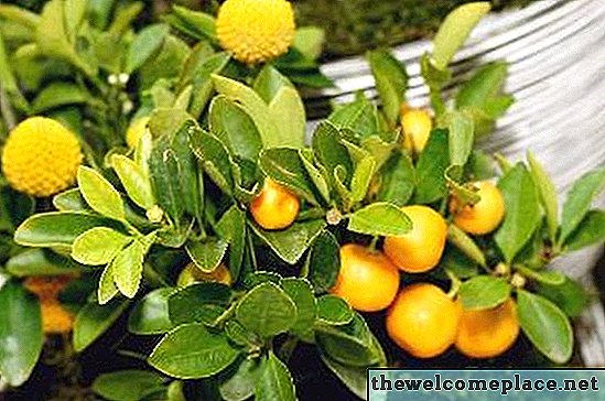 Was tun mit Zitronenbäumen mit gelben Blättern