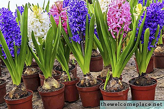Co dělat s hyacintovými žárovkami poté, co květí?