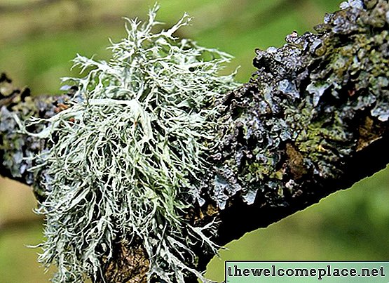 Čo používať pre Lichen na Crape Myrtle