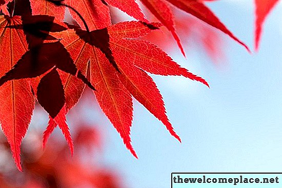 ¿Qué árboles tienen hojas rojas?