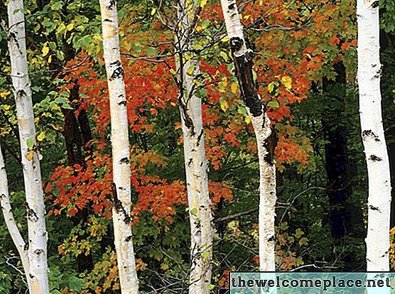 Quels arbres ont l'écorce blanche?