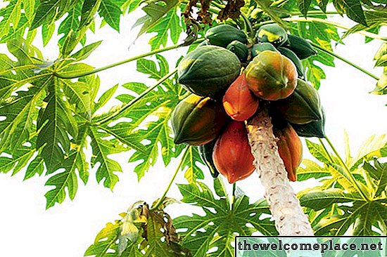 ¿Qué tipo de árbol de papaya tengo?