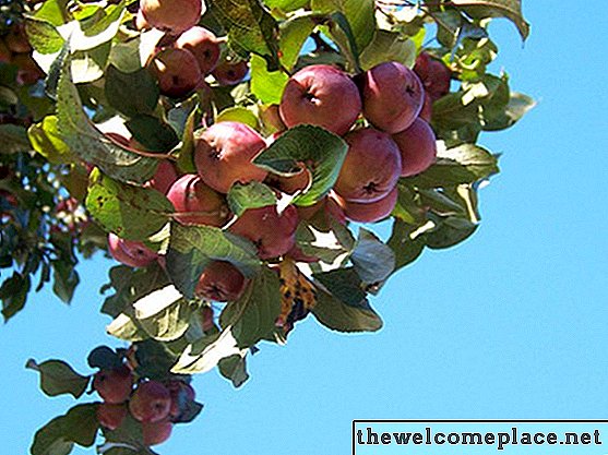 Welche Wurzelarten haben Apfelbäume?