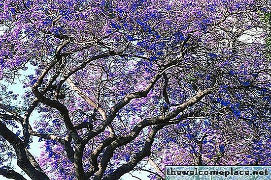 ¿Qué tipos de árboles tienen flores púrpuras?