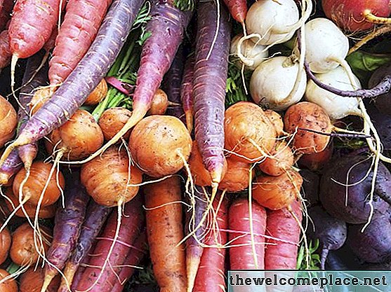 Apa Sayuran Menanam di Musim Semi, Musim Panas dan Musim Gugur