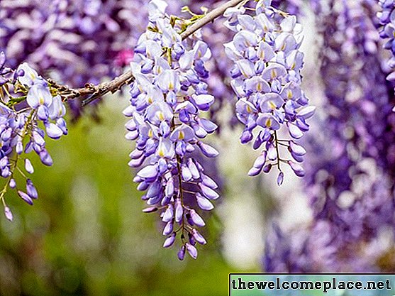 Quale vite ha fiori viola che sembrano uva?
