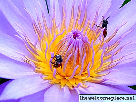スズメバチとマルハナバチを庭から守るのは何ですか？