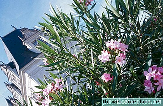 Que va tuer les plantes Oleander?