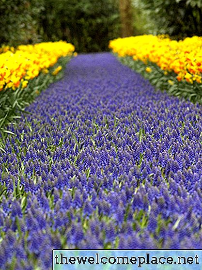 Wann kann ich draußen Blumen pflanzen?