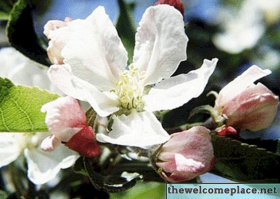 Quando fioriscono gli alberi di mele?