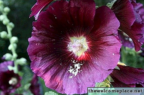 Кога цъфтят Hollyhocks?