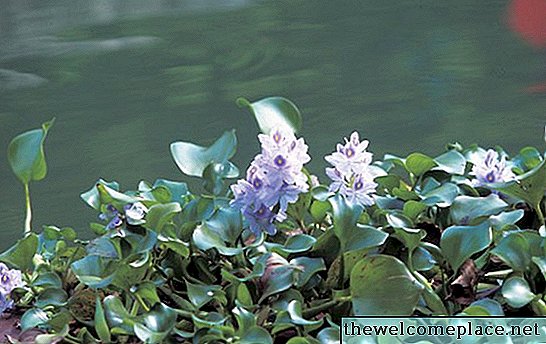 Quand les jacinthes d'eau fleurissent-elles?