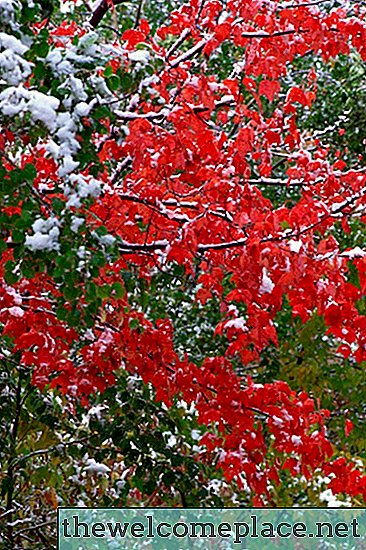 Kdaj cveti rdeče javorjevo drevo?