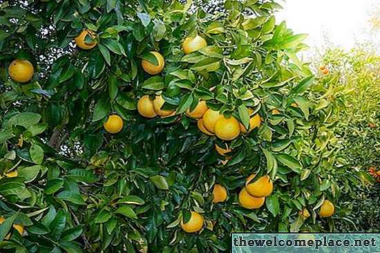 Mikor érett a grapefruit a fáról?